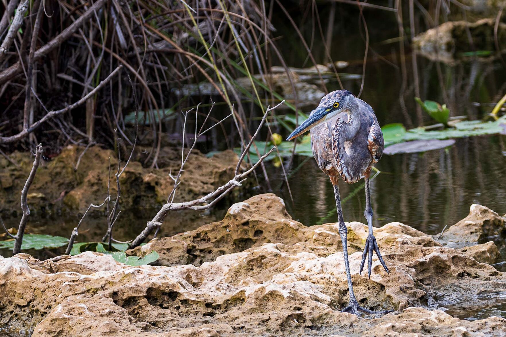 This photo of a heron was taken in late May while these rocks were well above water. By the middle of June, they were 6 inches below the surface.